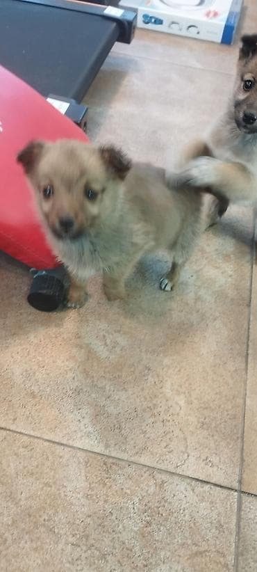 собаки цены: Дворняжка, 1 месяц, Самка — 6