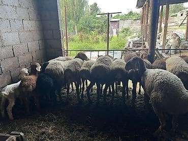продажа бараны: Продаю | Овца (самка), Ягненок, Баран (самец) | Полукровка, Арашан | На забой, Для разведения | Осеменитель, Матка, Ярка — 5
