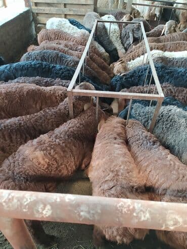 Продаю породитстых ягнять с линием от 3 мес и выше очень мощные