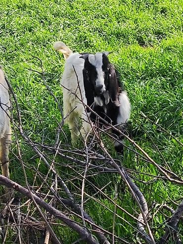 мальки рыб: Продаю | Коза (самка) | Полукровка | Для разведения — 4