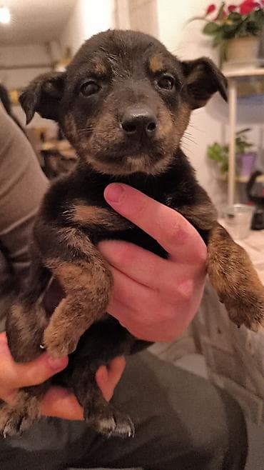 красный страитель: Щенки, окрас черный с подпалом Описание: - Милые щенки — 5