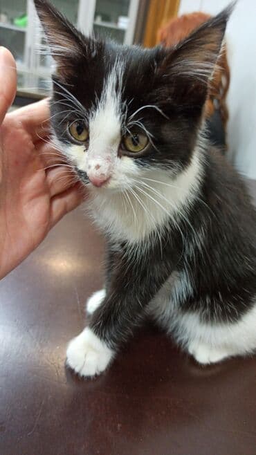 шотландская вислоухая длинношерстная кошка: Черно-белый котёнок с яркой «маской» на мордочке. - Окрас: черный с — 7