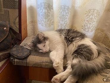 где можно взять кошку: Продается ухоженная и домашняя кошка, 3 года. Порода: микс (мама — — 2