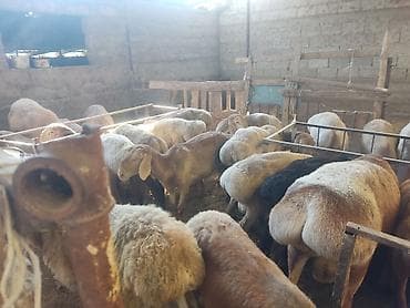 продам друга: Продаю | Баран (самец), Ягненок | Гиссарская, Арашан, Полукровка | Осеменитель, Племенные — 7