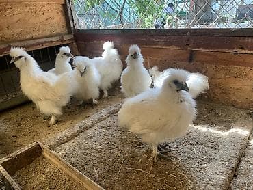 Продаю | Куры | Для разведения