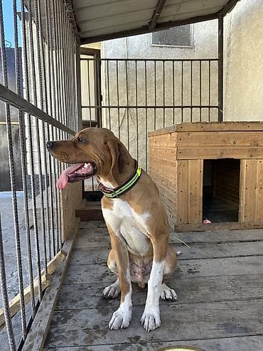 кокер спаниель купить: Продаю щенка английского пойнтера. Возраст 5 месяцев Получил все — 3