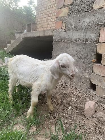 купить ястреба для охоты: Продаю | Козёл (самец), Козлёнок | Для разведения — 8