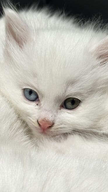 Ангорская, 1 год, Девочка, Белый, Метис