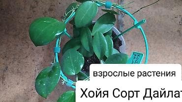 хола: Продаю Хойя срочно — 8
