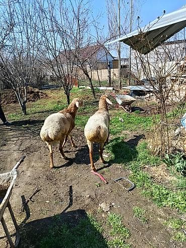 С/х животные и товары: Продаю | Овца (самка) | Для разведения | Матка — 2