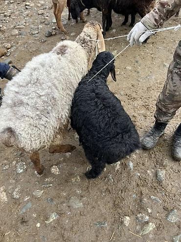 гусиные яйцо: Продаю | Овца (самка), Ягненок | Для разведения — 4