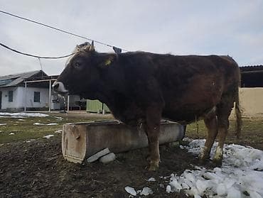 сх животные и товары: Продаю | Корова (самка) | Полукровка | Для разведения | Искусственник — 6