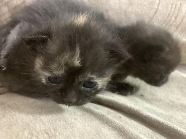 отдам даром котенка бишкек: Кошка даром: Беспородная, 1 месяц, Мальчик — 5