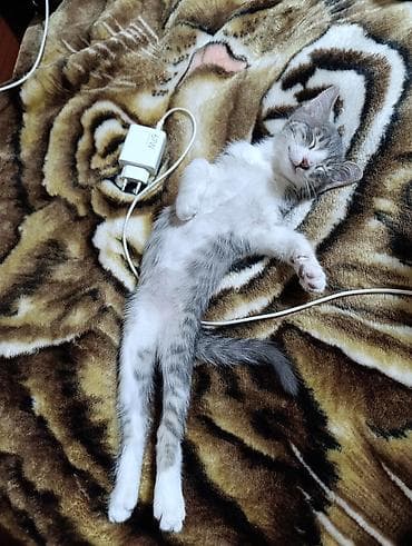 продаю сфинкса: Кошка даром: Сфинкс, 2 месяца, Мальчик, Проглистована — 5