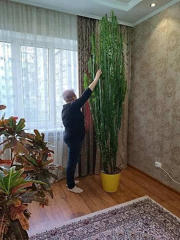 малочай цветок: Молочай для офисабольших домов. возраст 20 лет.Высокий декоративный — 5