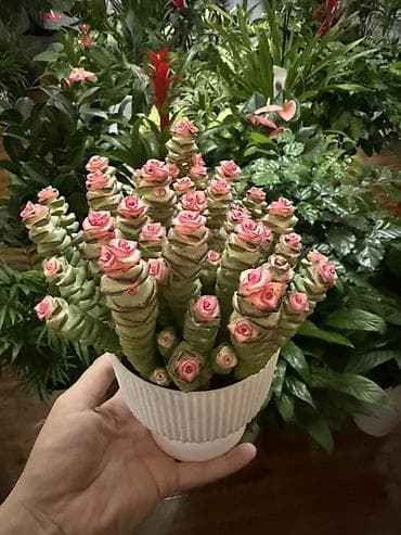 Суккулент «Розовая башенка» (Crassula ‘Buddha’s Temple’/Crassula
