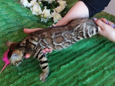 куда можно отдать собаку в бишкеке: Новые Бенгальские детки. Питомник Бен Гла Мур предлагает — 8