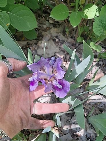 Многолетние садовые растения (делёнки/корневища) для тенистых и — 3