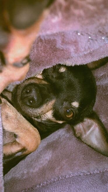 Вязка собак: Чихуахуа, 3 года, Самец, С прививкой, С родословной — 3