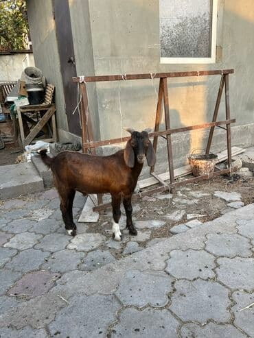 породистые козы: Продаю | Козлёнок | Битал | Для разведения | Осеменитель, Племенные — 4