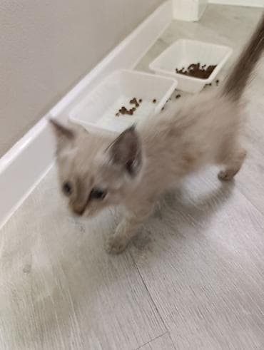 котята сиамской кошки: Бесплатно отдадим в хорошие руки.Котёнок, кремово-серого окраса с — 1
