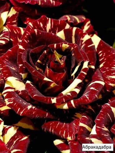 купить семена цветов в бишкеке: Саженцы цветка: Розы, Самовывоз, Бесплатная доставка — 11