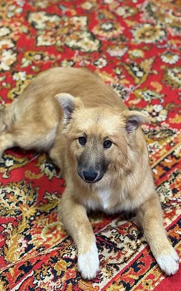 отдам в добрые руки: Пристраивается в хорошие добрые руки, красивая собачуля девочка зовут — 2