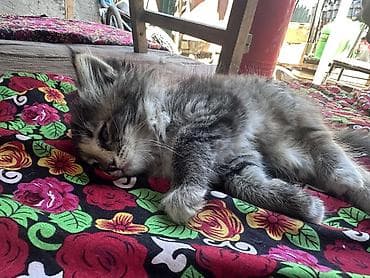 котята сфинкса купить: Пушистые котята-длинношёрстики, тигрово-черепахового и дымчато‑серого — 6