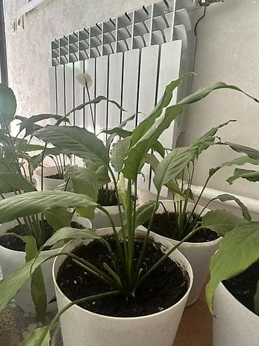 цвет: Это цветы Женские счастья - Комнатное растение с длинными глянцевыми — 2