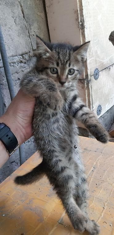Отдам 2 месячного котёнка мальчика в добрые руки. Кушает всё, приучен