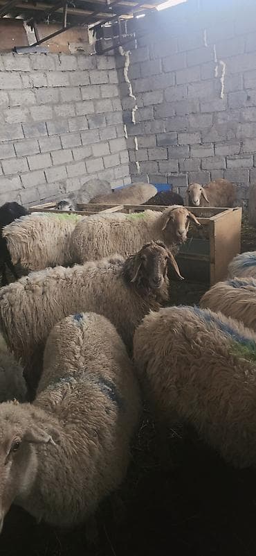 животные на продажу: Продаю | Овца (самка) — 5