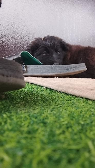 купить сову: Щенки-дворняги, помет разноокрасочный - Возраст: примерно 1–2 месяца — 9