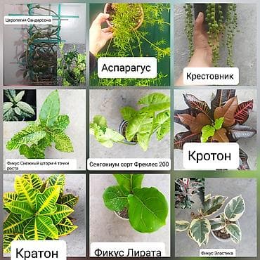 полный курс русского языка 2 класс ответы: Продаю цветы — 1