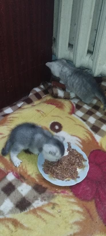 веслоухие кошки: Готовы к бронированию породистые котята. Порода Шотландская скоттиш — 7