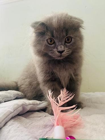 шатландские котята: Продаются шотландские котята. Чистокровные, одна дымчатая девочка(дш — 3