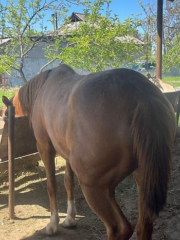 сколько стоит лабубу в кыргызстане: Продаю | Кобыла (самка) | Рабочий — 1