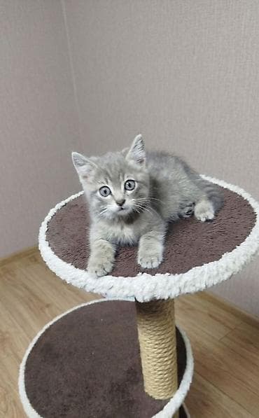 кошачая мята: 2 месяца, Мальчик, Серый — 1