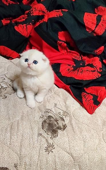 кошеи: Скотиш Фолд (Шотландская вислоухая), 2 месяца, Девочка, Белый — 3