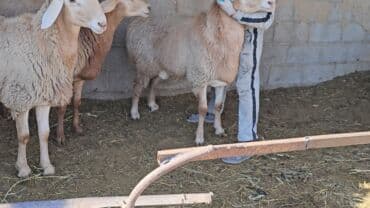 летучий мыш: Продаю | Баран (самец) | Арашан | На забой, Для разведения | Племенные, Осеменитель — 2