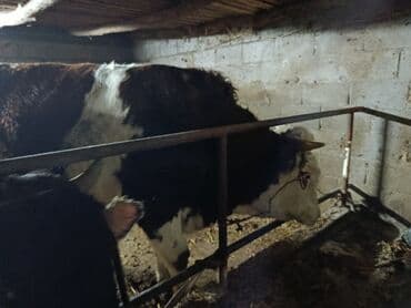 домики для телят: Продаю | Корова (самка), Бык (самец) | Швицкая, Симментальская | На забой, Для разведения | Осеменитель, Искусственник — 5