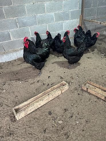 страусиное яйцо купить: Продаю инкубационное яйцопороды "Джерсийский гигант" кто хочет — 6