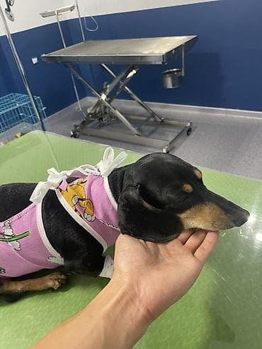 баран кант: Ветеринарная клиника для кошек и собак 🐶🐱 Наши услуги: - Терапия и — 2