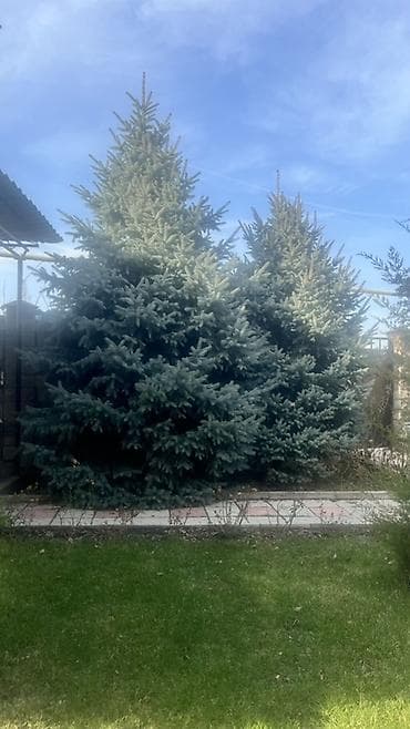 черенки туя: Ель голубая (Picea pungens, «Blue Spruce») — декоративные хвойные — 2