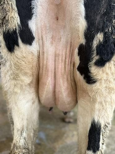 сүт багытындагы уй: Сатам | Уй (ургаачы) | Аргын | Сүт алуу үчүн — 2