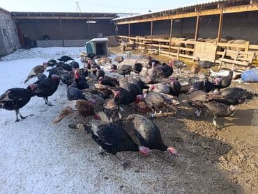 ящик бишкек: Сатам | Эркек күрп | Көбөйтүү үчүн | Асыл тукумдуу — 3