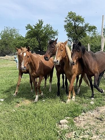 куна: Продаю | Кобыла (самка) | Для молока, Рабочий | Племенные — 10