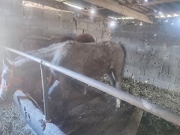 клетка для кур: Продаю | Жеребец | Для разведения — 1