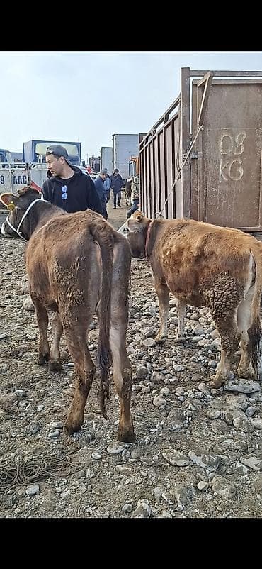 сколько стоит собака померанский шпиц: Продаю | Бык (самец), Тёлка | Полукровка | На откорм | Нетель, Привязанные — 2