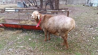 Кошки: Продаю | Баран (самец) | Арашан | На забой | Осеменитель — 1