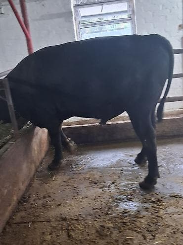 тай полукровка: Продаю | Бык (самец) | Абердин-ангус | Для разведения | Племенные — 6
